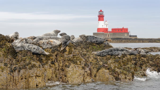 Grey seals on the Farne Islands, Northumberland